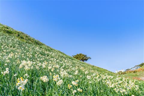 【1月出発】爪木崎　水仙まつり